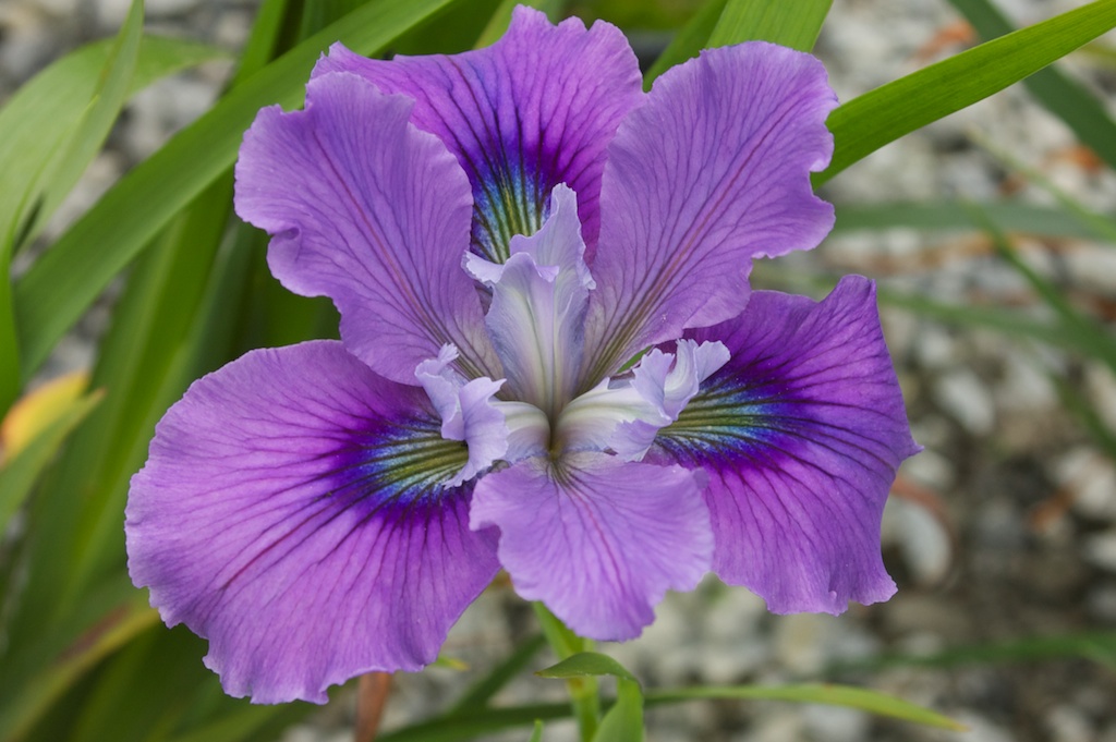 Iris%2BAJ309%2B%2B414.jpg