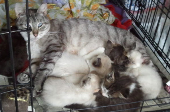 trapping feral cats download trapping feral cats download