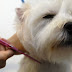 Como Cortarle el Pelo a Un Perro
