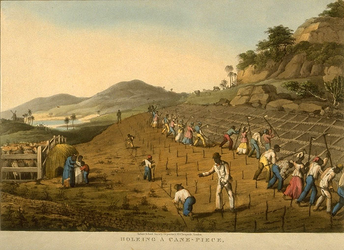 18th Century Sugar Cane Plantations