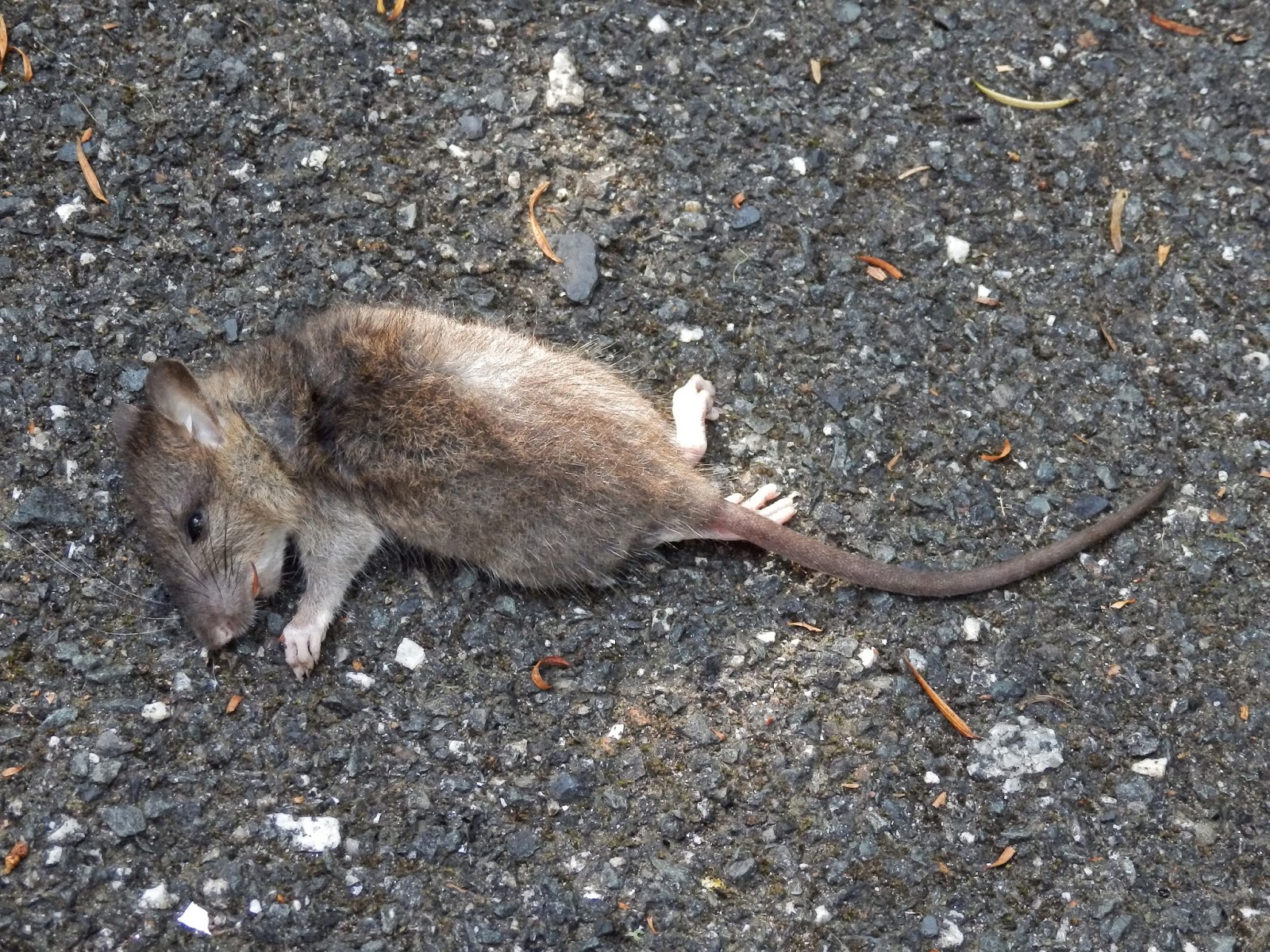 67 Not Out The Mystery Of The Mouse Triangle