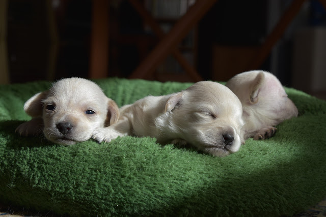 new puppies Holly, Ruby, and Blanche