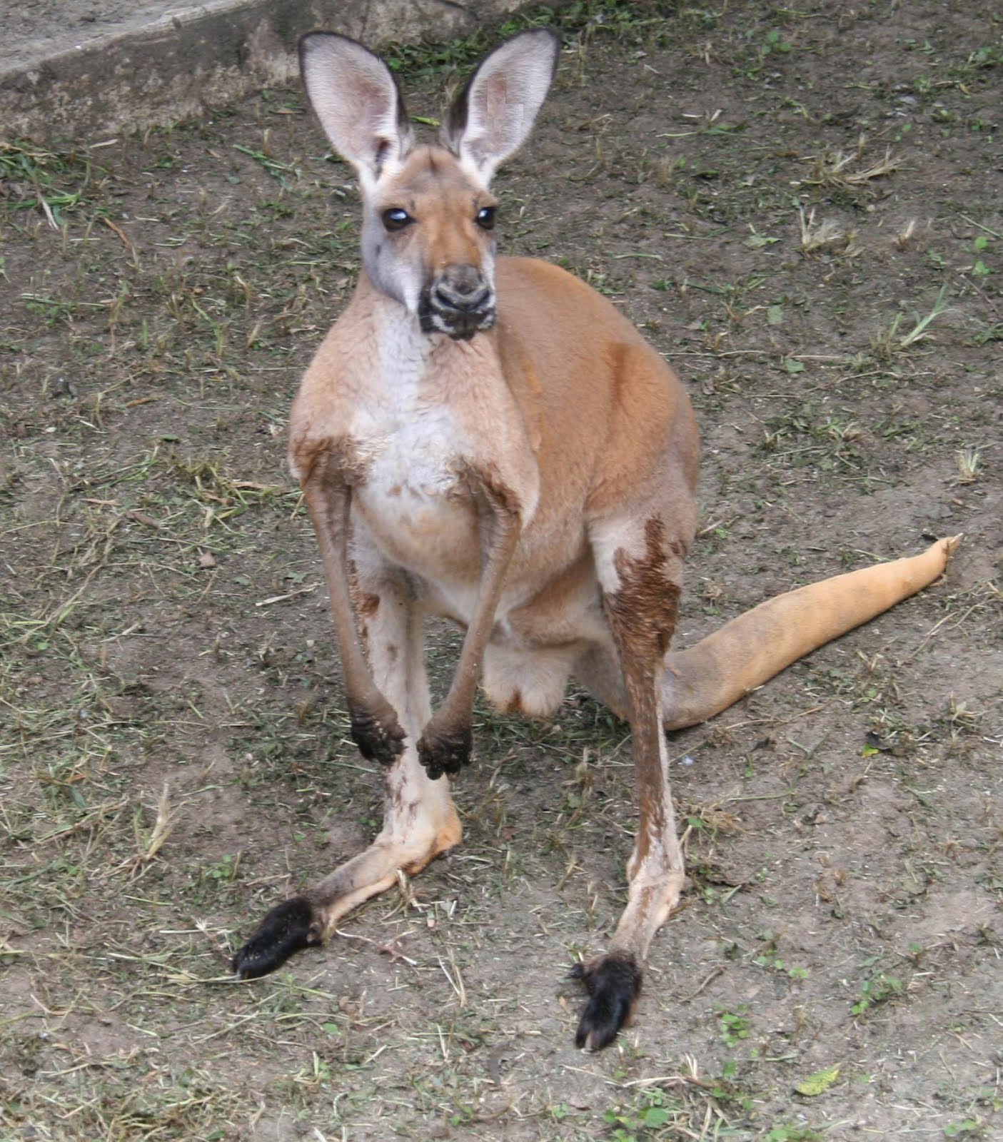 kangaroo and pouch