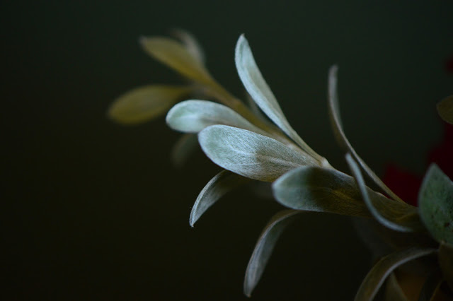 Convolvulus cneorum, small sunny garden