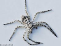 شاهد بالصور .. صدق أو لا تصدق : العثور على عنكبوت حقيقي يحمل ملامح إنسان فى انجلترا ------------+(1)