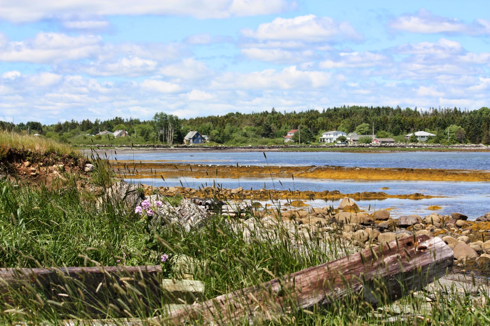 Carol Steel Big Tancook Island, Nova Scotia