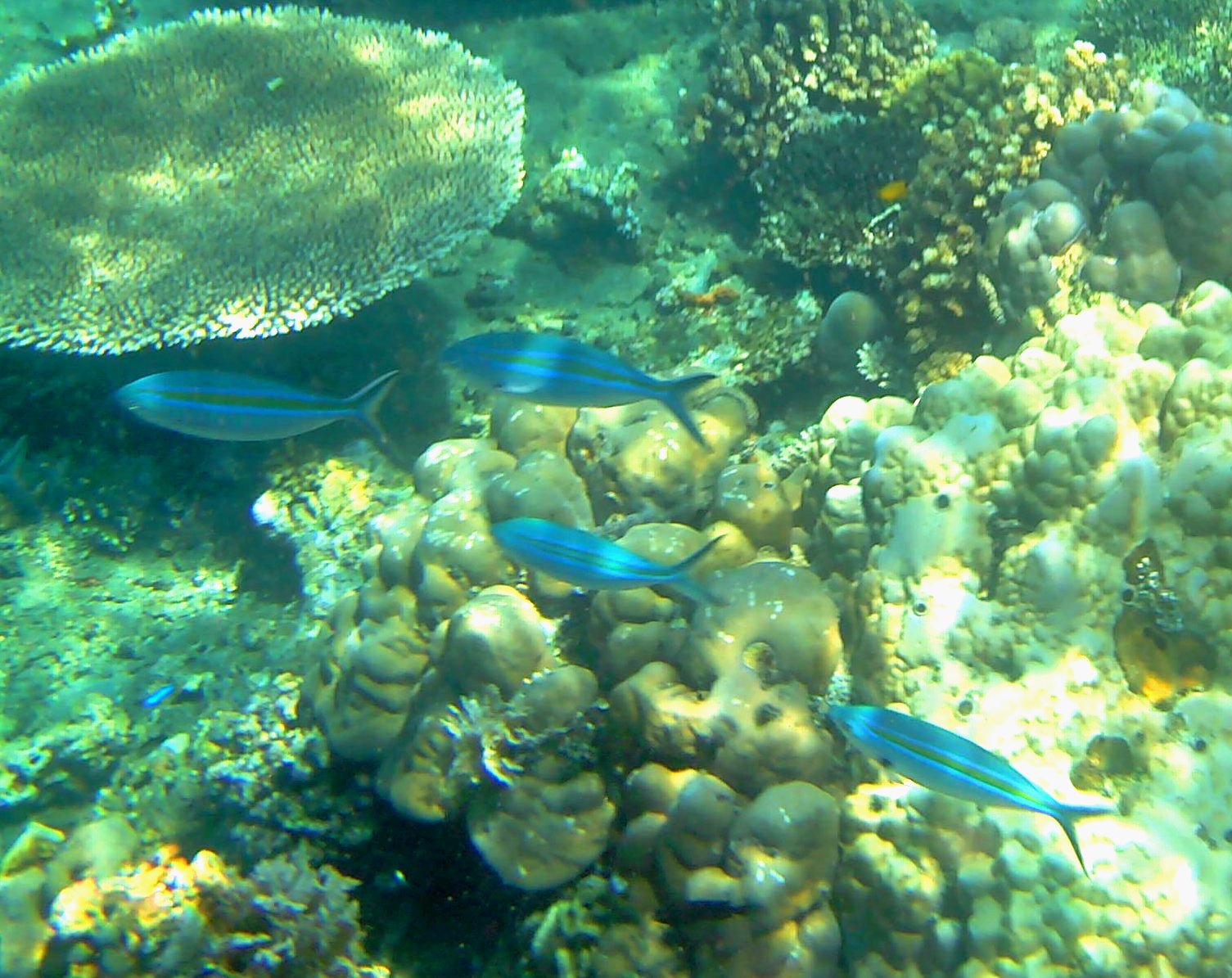 Kona Snorkeling, Fish Watching and Other Adventures Rainbow Runner, a