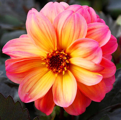 ... oleo pintura flor al oleo sobre lienzo arte en flores al oleo flores