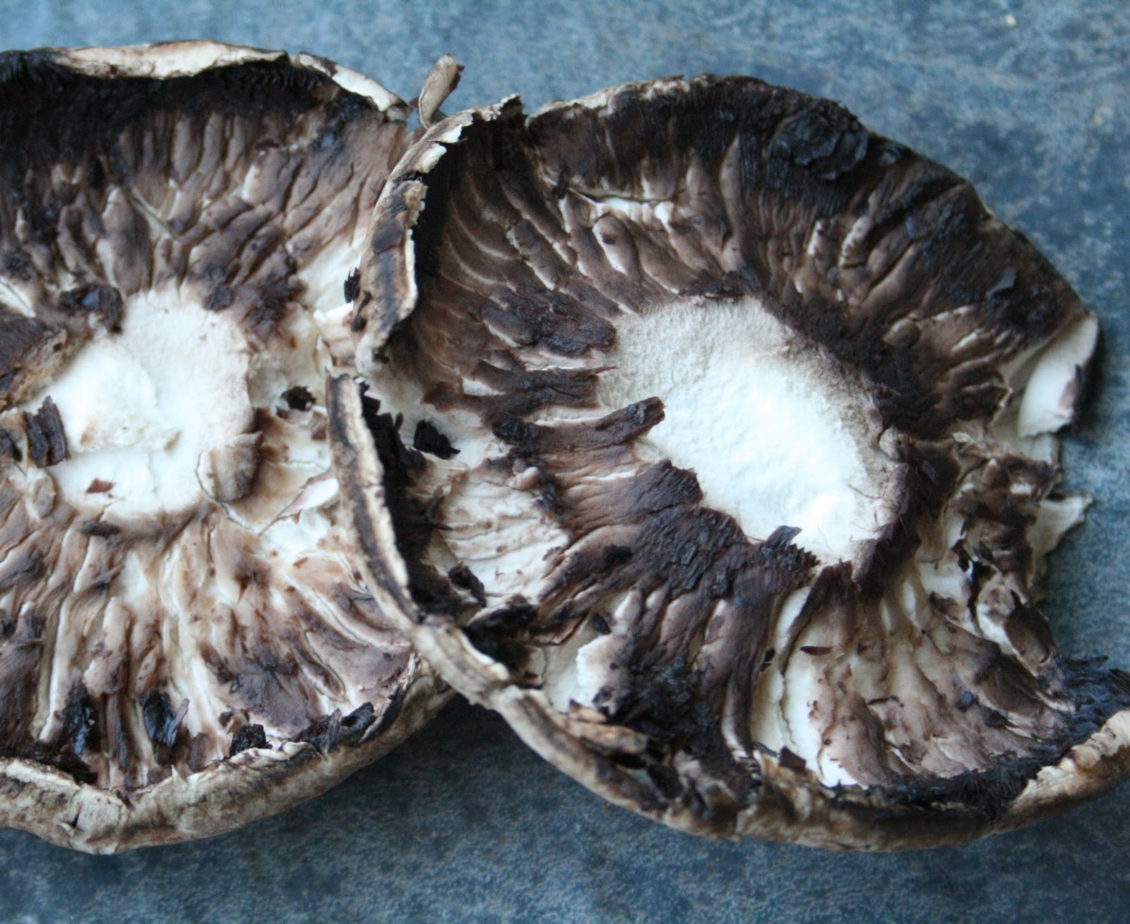 tune 'n fork Portobello Paninis