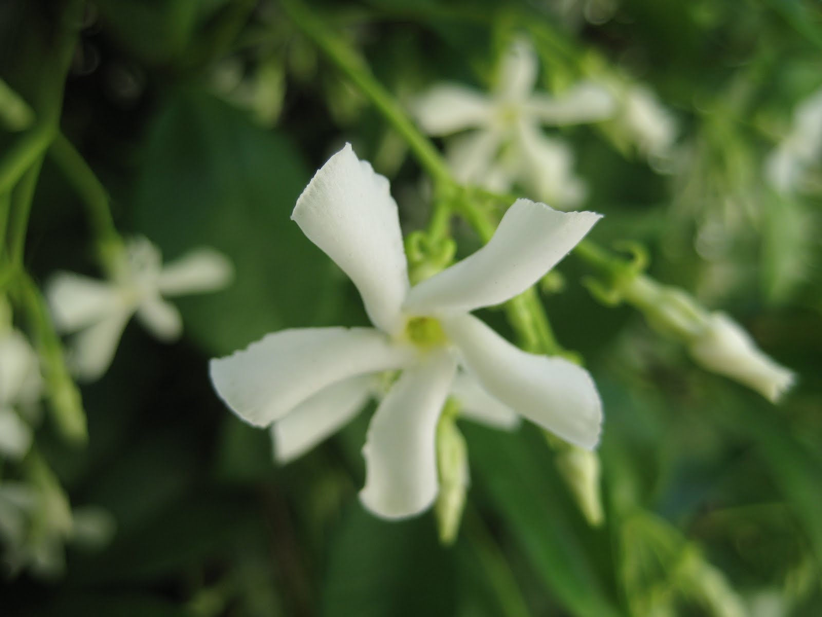 AP Biology Plant Project NightBlooming Jasmine, Cestrum Nocturnum