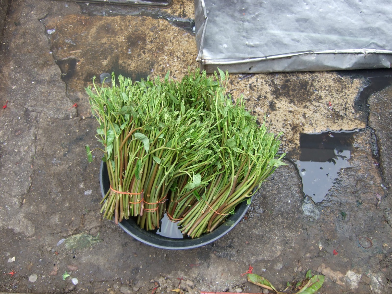 Vines For Sale