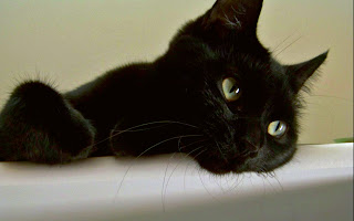 Beautiful Black Cat pictures