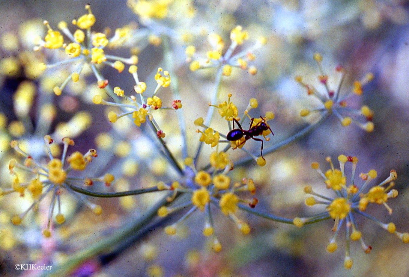 A Wandering Botanist Plant ConfusionHemlock, Both Umbels and Conifers