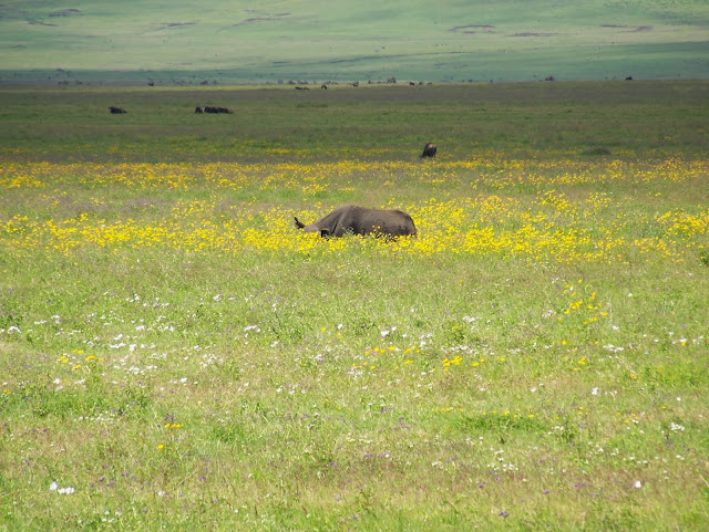 NGORONGORO CRATER TANZANIA