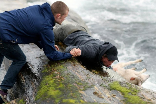 two Norwegian guys rescuing a baby lamb drowning in the ocean, helping animals, animal rescue