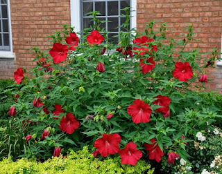 Hararet ve susuzluk giderici hibiskus çayı 98