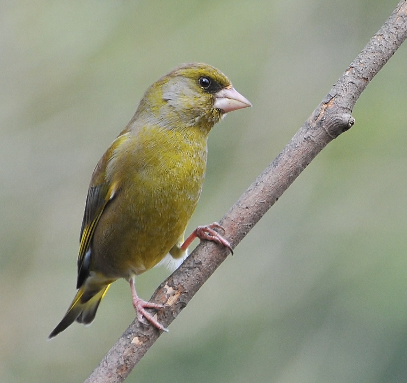 British Wildlife Photography Greenfinch