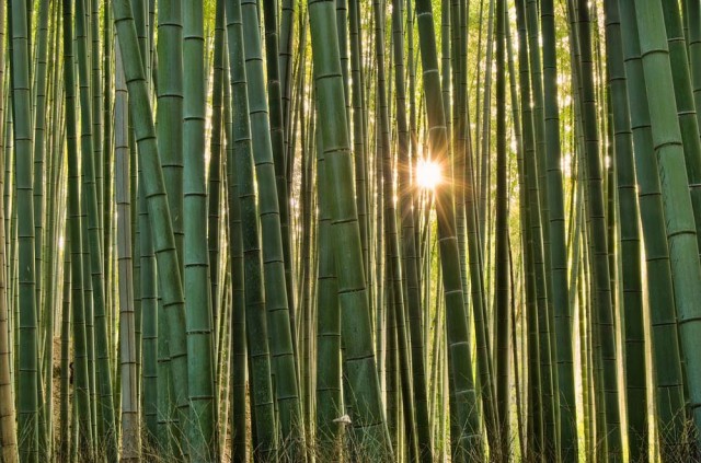 Fotos de linda floresta  bambu
