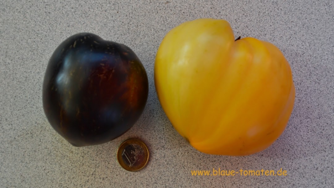 Kleiner Gemusekonig Neue Tomatensorten 14 Blau Schwarze Herztomate Princess Of Gothic Kaltetolerante Rote Tomaten Und Mehr