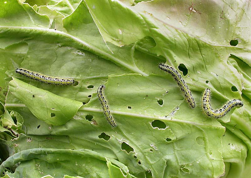 Charlie's moths of Calderdale. WHITES