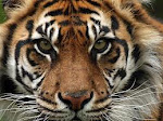 Save Sumatran Tiger