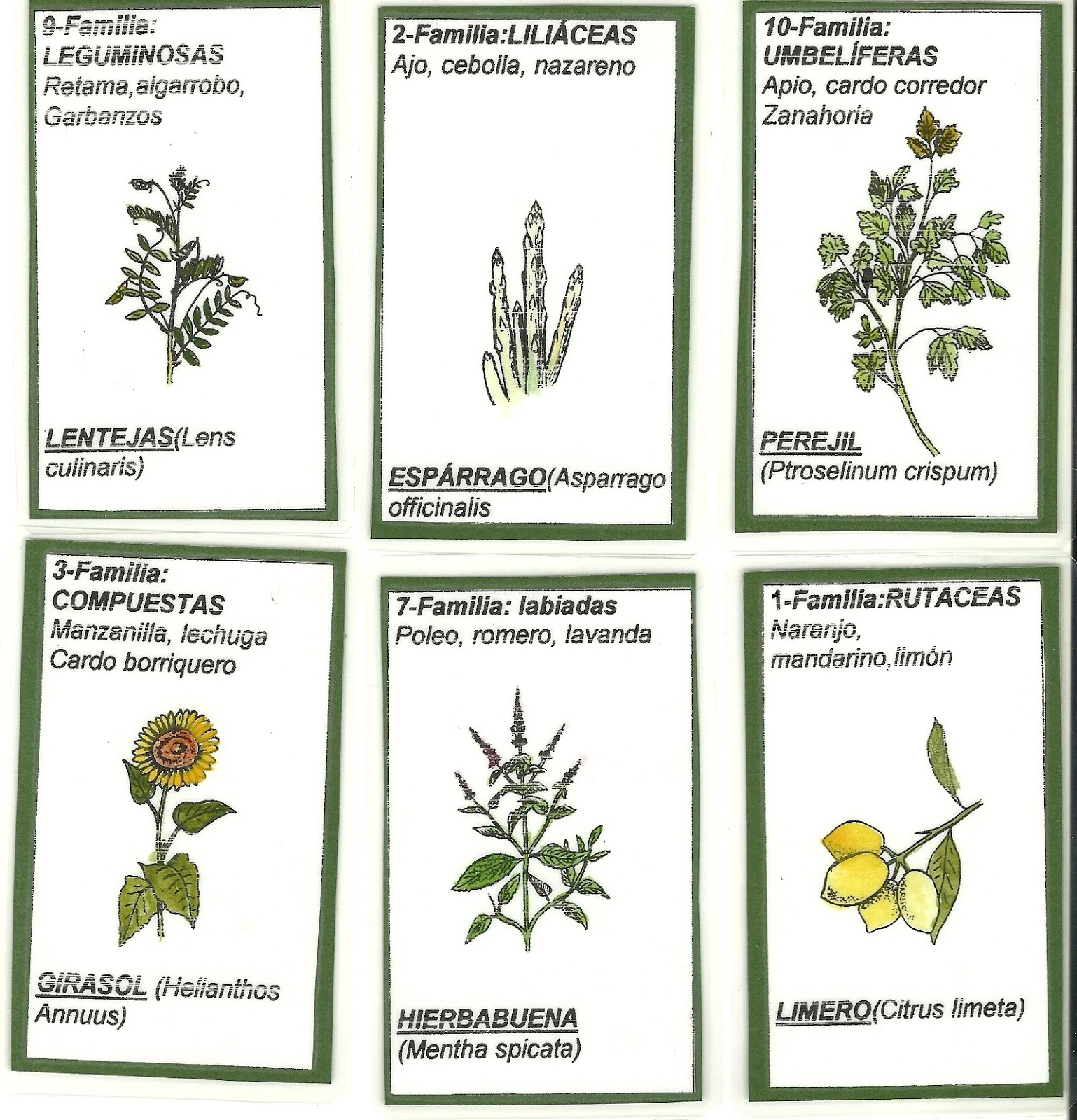 Dávila Botánico Enseñando botánica