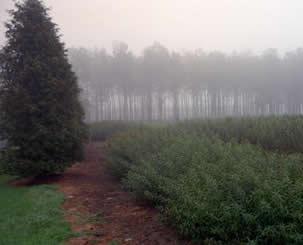 the poplar field by william cowper