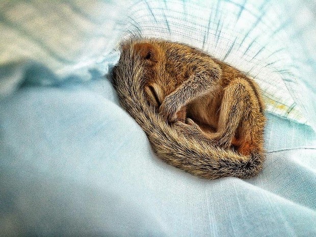Baby Palm Squirrel Rescued By Wildlife Filmmaker 6