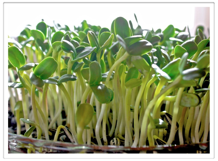 How To Grow Sunflower Sprouts Helyn S Plant Based Kitchen