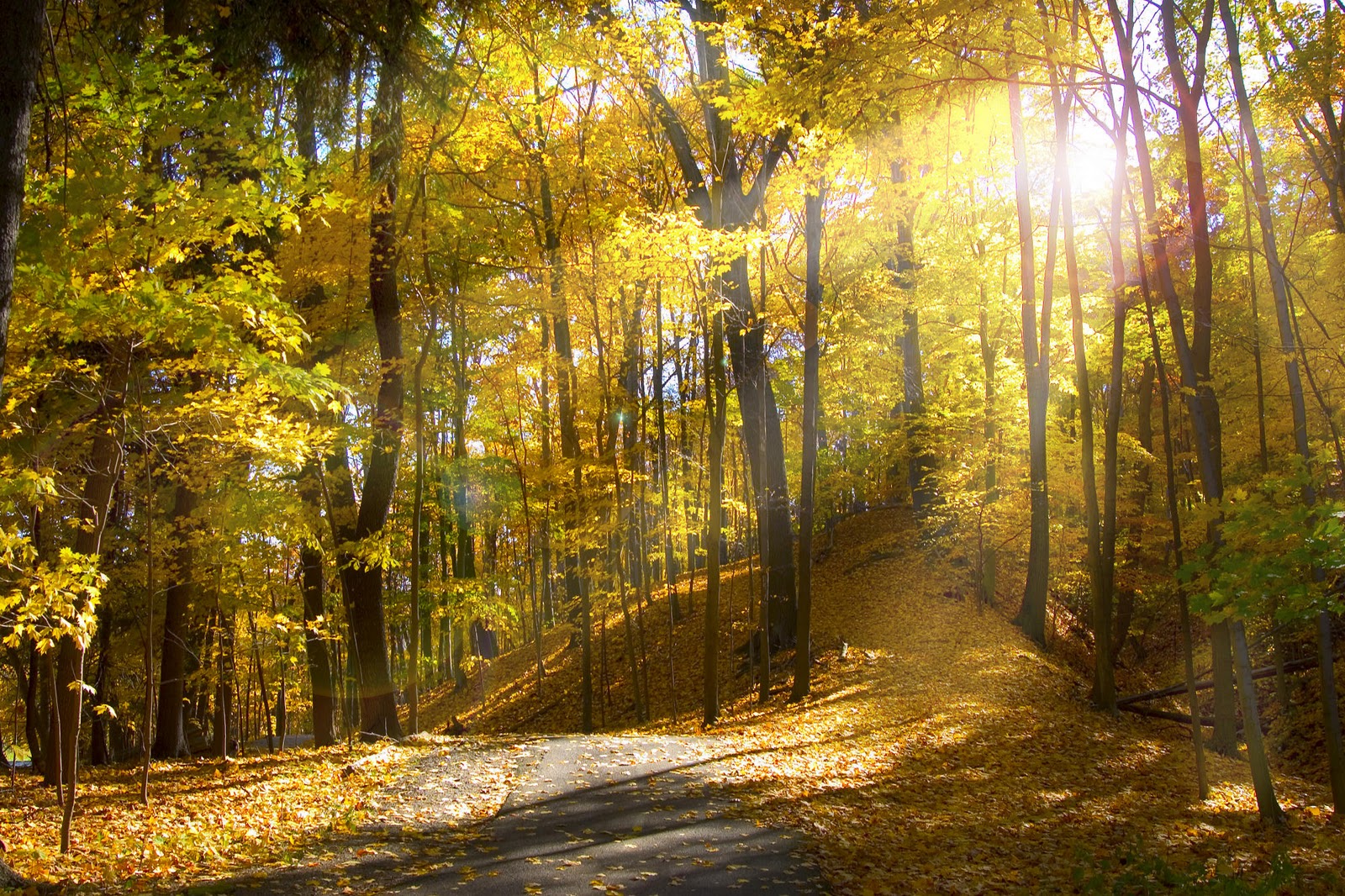 http://1.bp.blogspot.com/-EBwdAspmNJ4/ToqGFE09B8I/AAAAAAAAAXg/bJh8ycdYYRU/s1600/fall+nature+backgrounds-3.jpg
