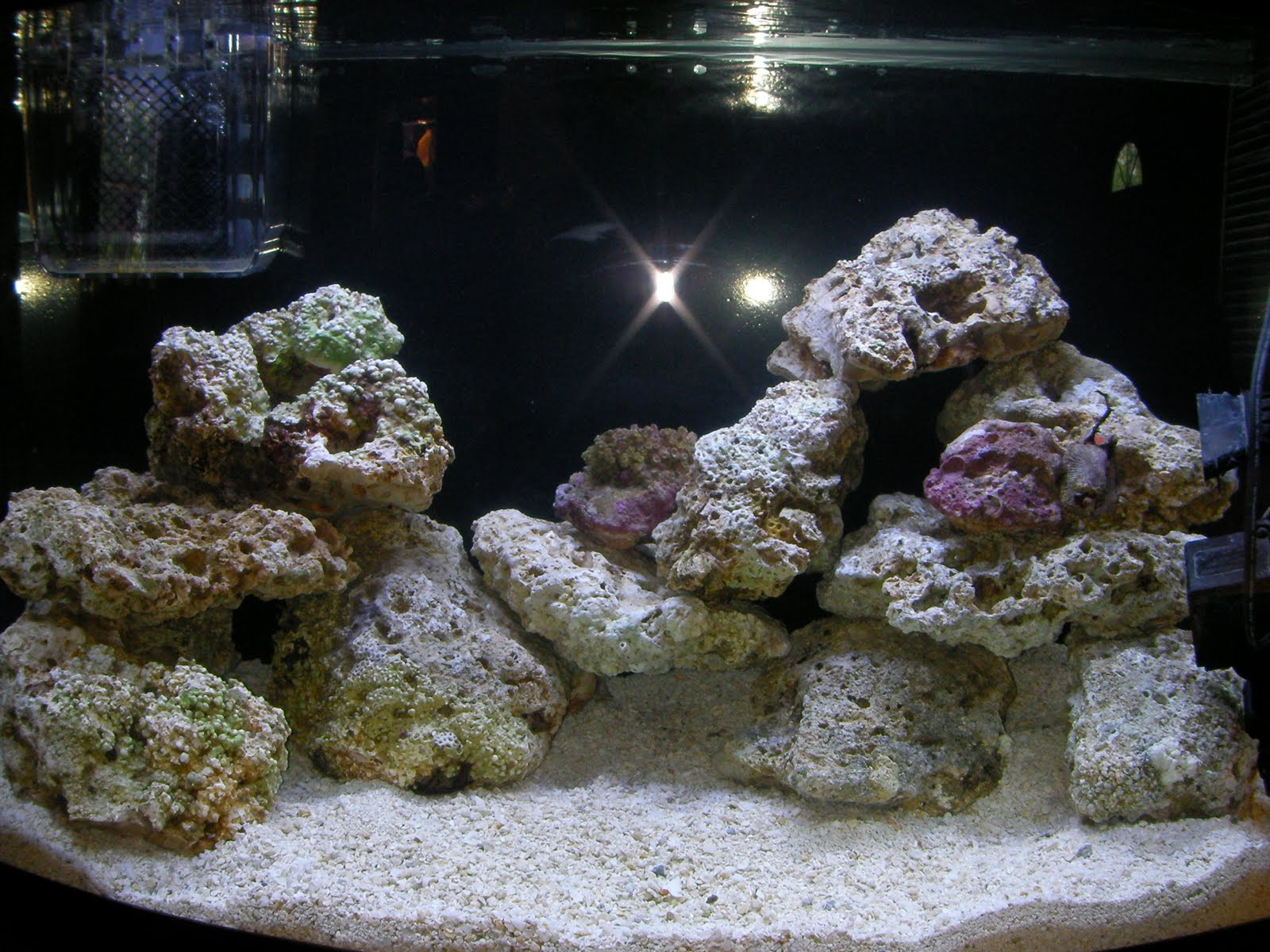 Jake's Saltwater Aquarium Live Rock