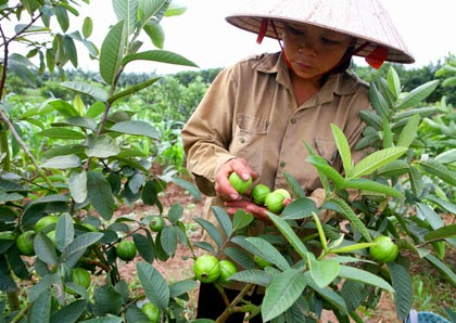 Du lịch bát tràng ăn ổi đông dư