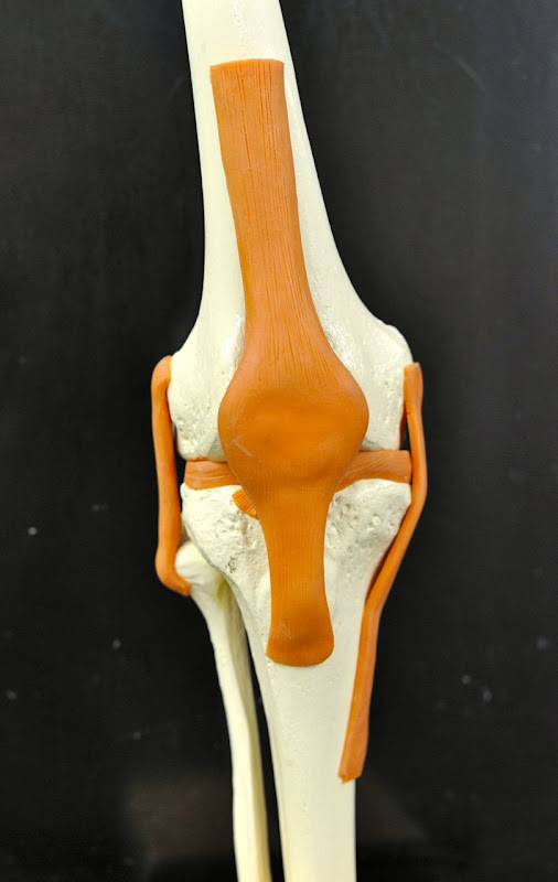 Human Anatomy Lab: Knee Joint Model