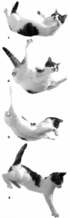 Alasan Kenapa Kucing Tidak Bisa Jatuh Terbalik [ www.BlogApaAja.com ]