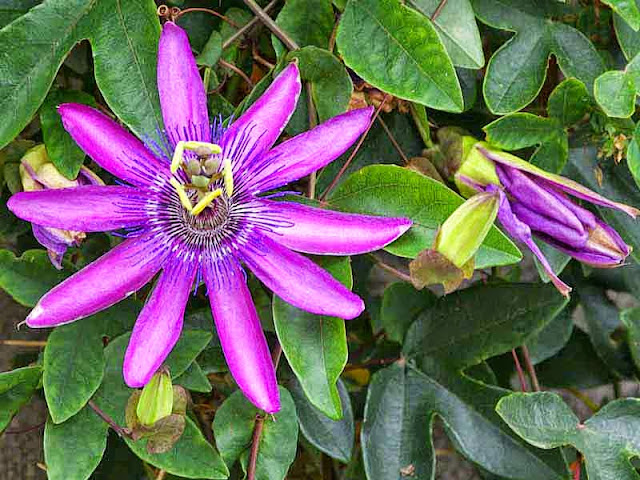 purple blossom, green vines