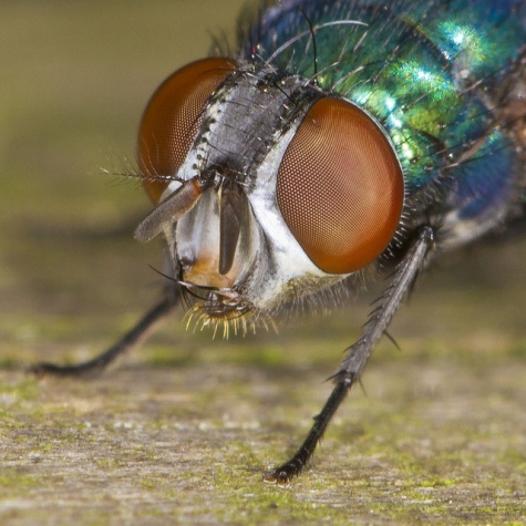 Fly Fly Thomas Sahan
