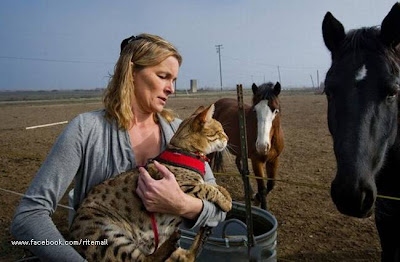 The world's longest cat