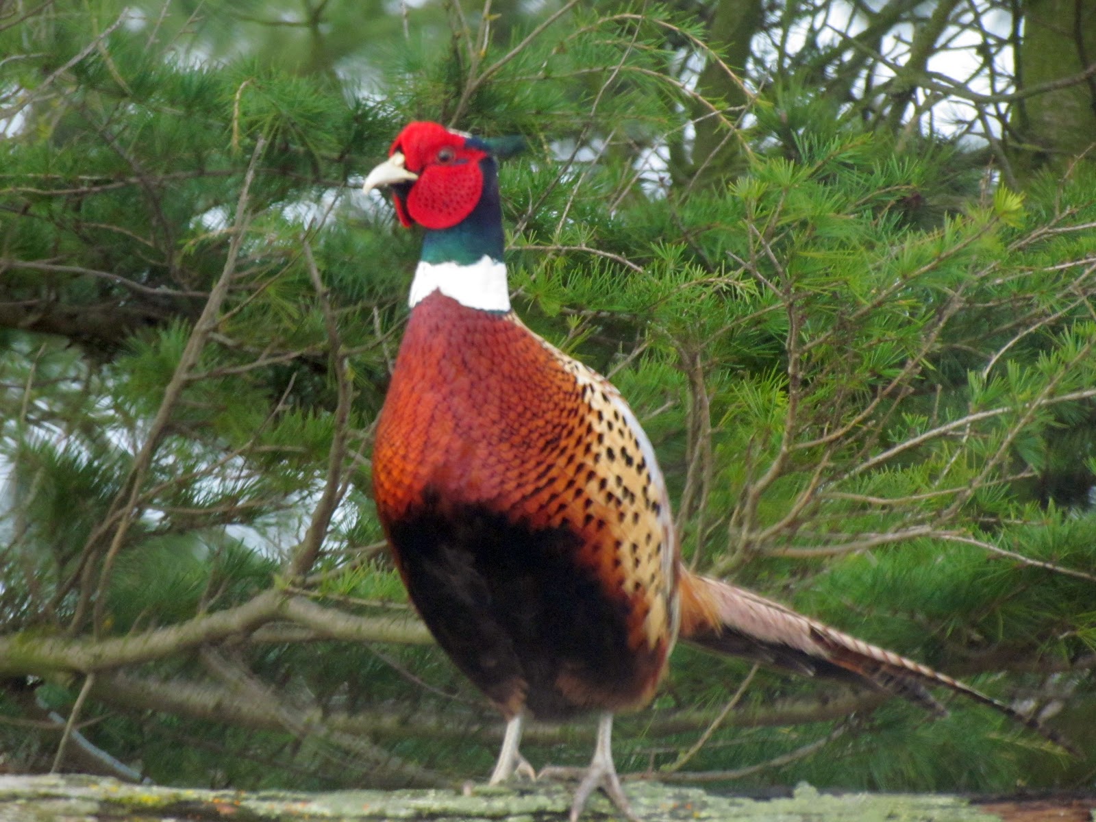 Scene Through My Eyes Weekly Top Shot Pheasant