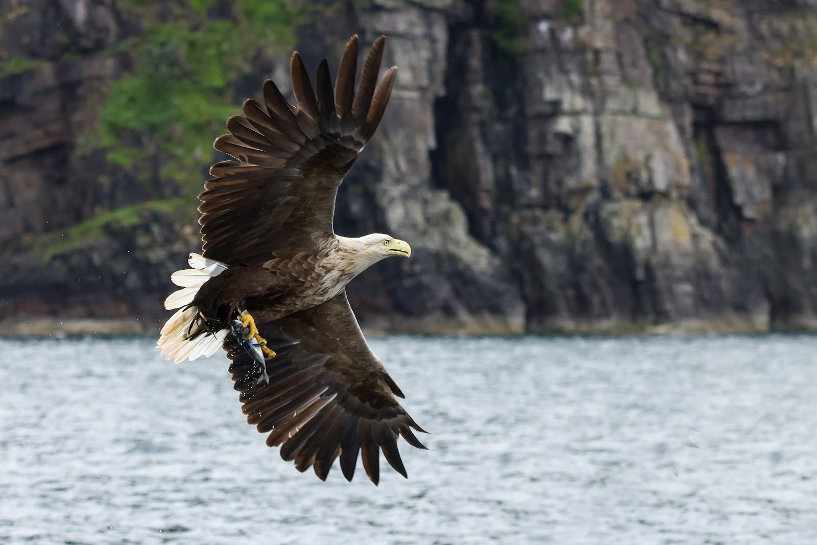 Neil's Bird photography Sea eagles from Mull