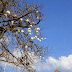 "cotton" in a Funchal tree