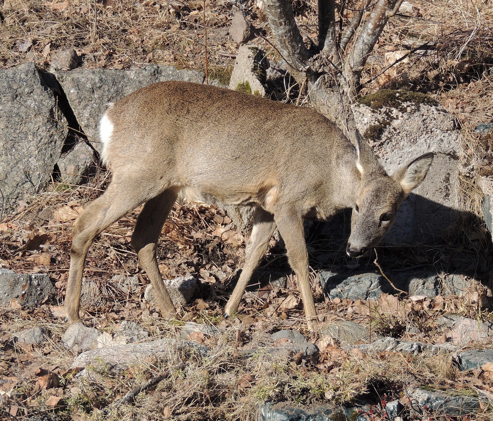 Ray's Auriculas & Iris's Irises Roe Deer, sweet, but unwanted in the garden