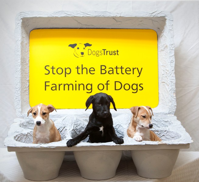 Breeding Of Dogs Act Breeding Of Dogs Act