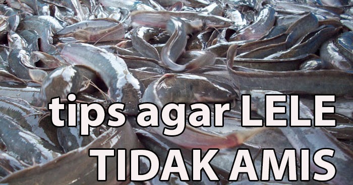Resep Masakan Praktis Rumahan Indonesia Sederhana 4 Tips Menghilagkan Bau Amis Pada Ikan Lele Resep Masakan Praktis Rumahan Indonesia Sederhana 4 Tips Menghilagkan Bau Amis Pada Ikan Lele