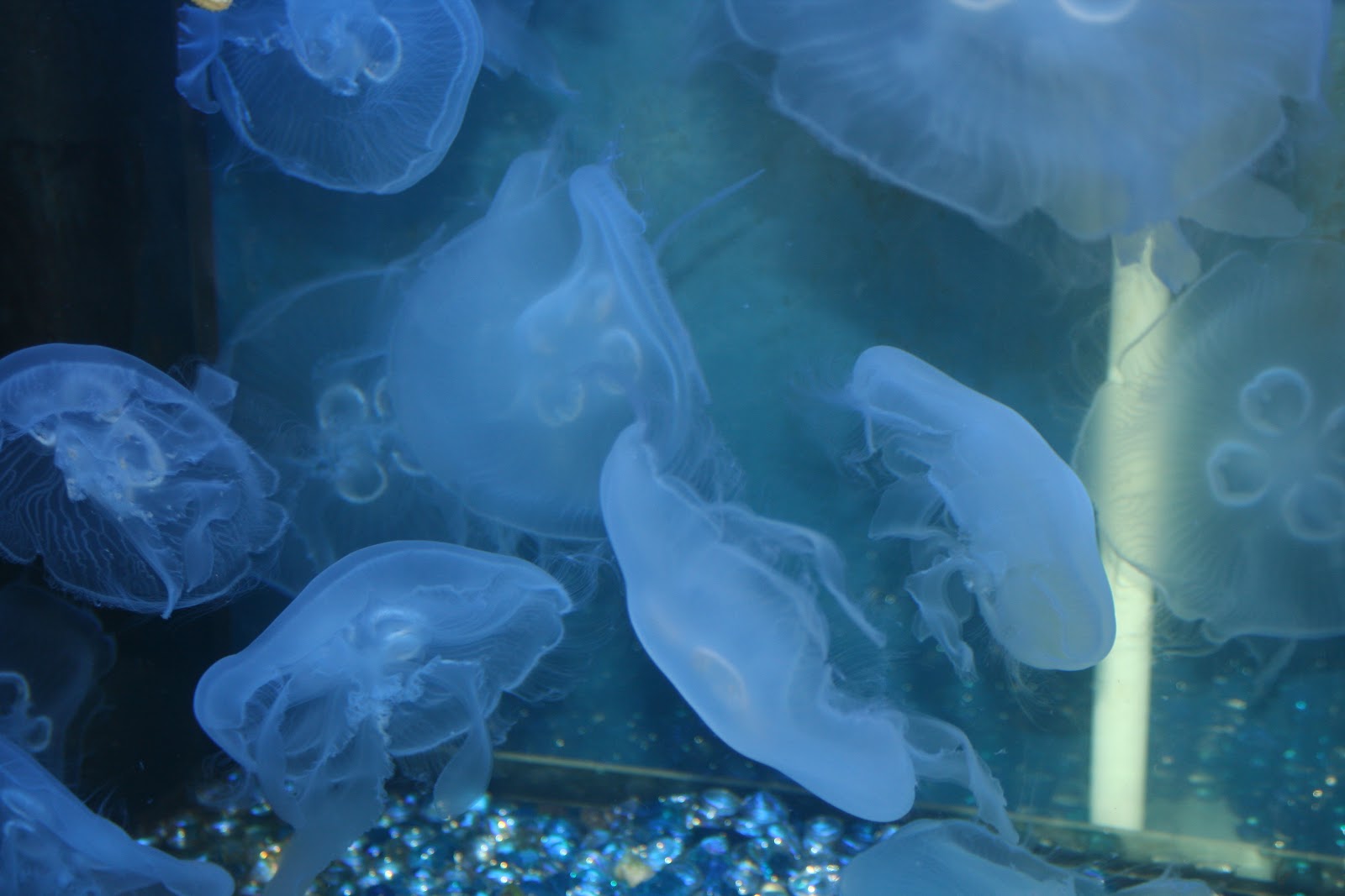 My Boise Life Idaho Aquarium