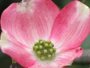 Pink Dogwood