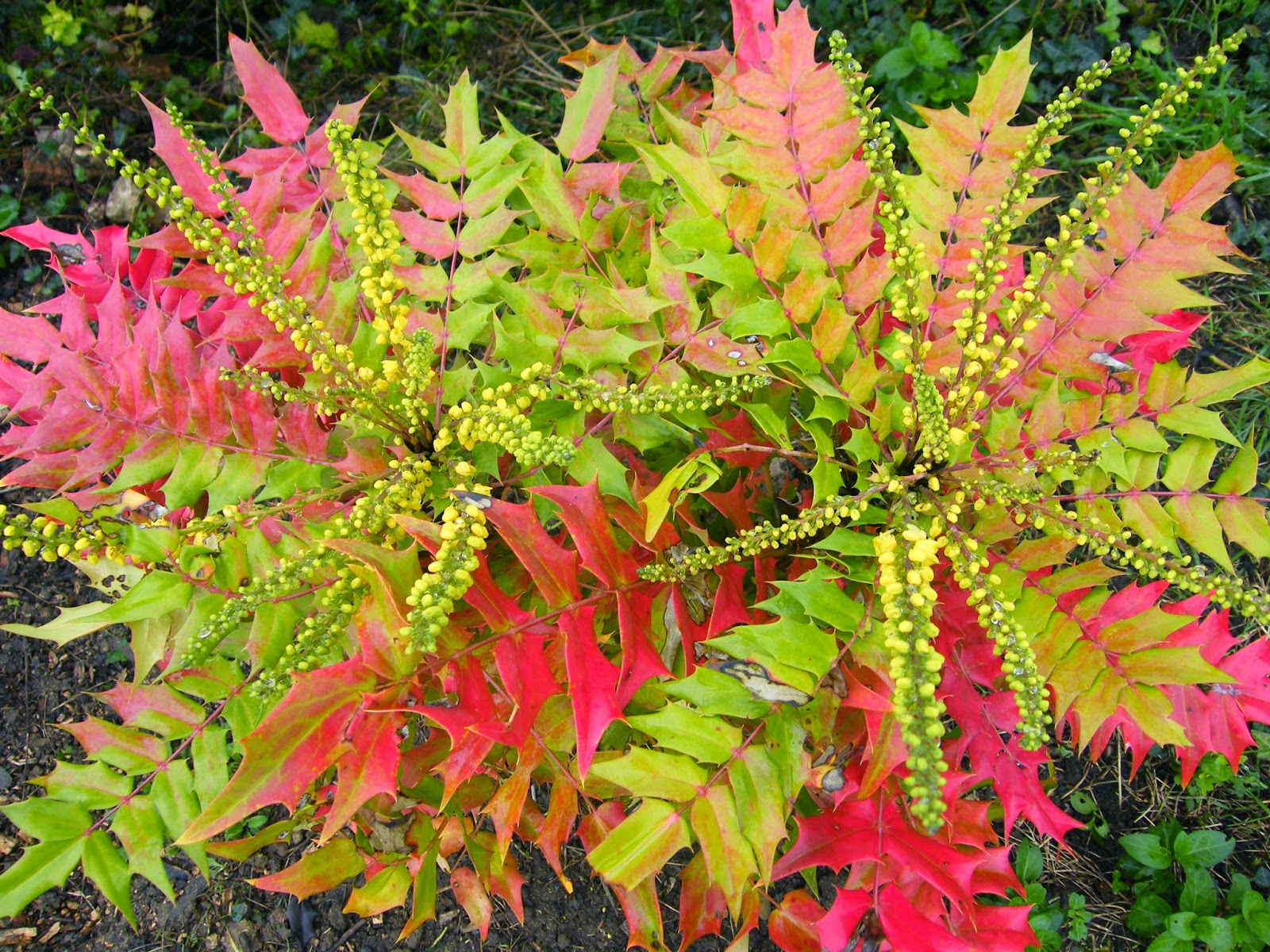 Moniqueferont Blogues A Nouvelles Illustrations De Foug Res