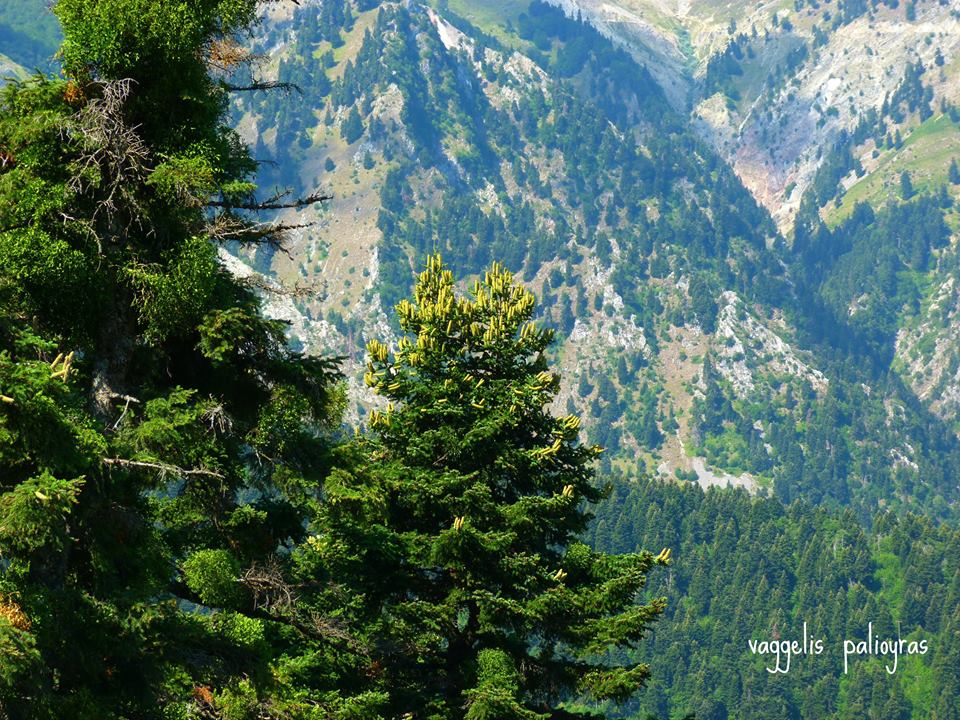 Άγραφα Ευρυτανίας