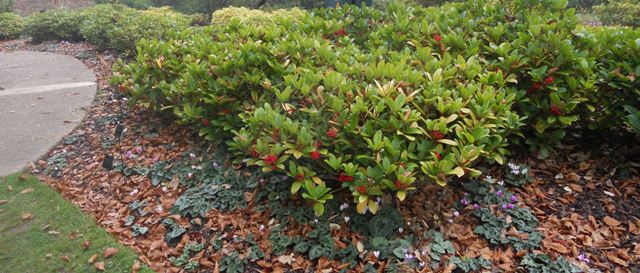 Shrubs With Pink And Green Leaves