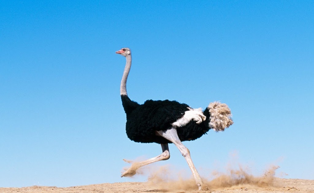 1024 Wallpapers: wallpapers hd: Avestruz