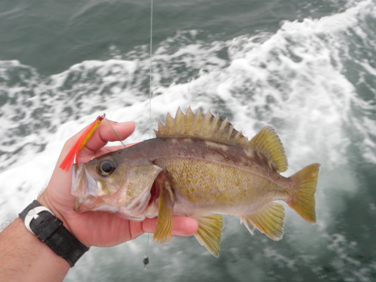 Bryanlikestofish Fish List The First 100